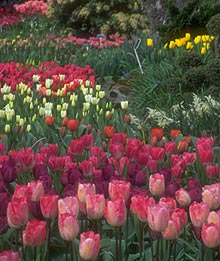 Bulbs Fresh from the Grower!