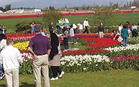Show gardens at RoozenGaarde